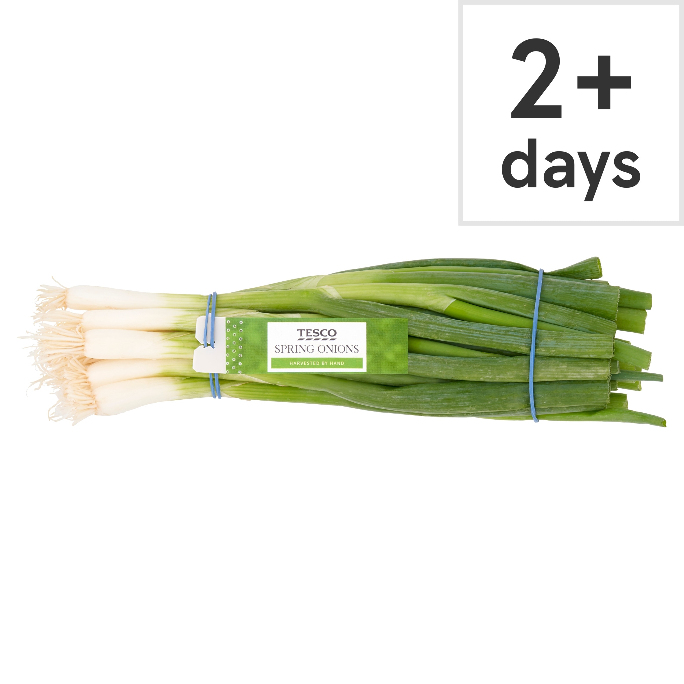 Tesco Bunched Spring Onions 100G for £0.49 at Tesco