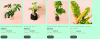 Ofertas de hoy viernes en Pur Plant