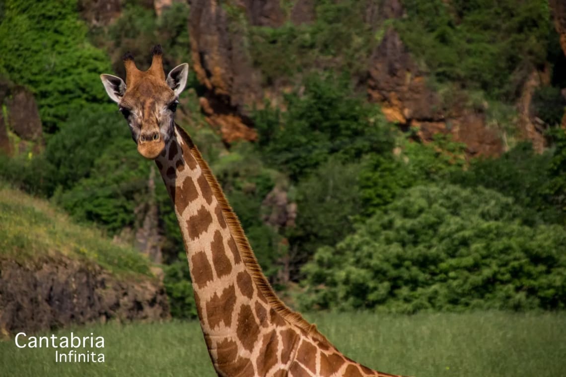 Hotel con Entradas incluidas al Parque de Naturaleza Cabárceno por solo 39€