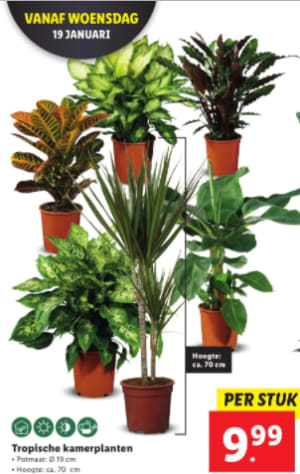 sirene Oriënteren middag Tropische planten hoogte ca 70 cm voor €9,99 bij de Lidl