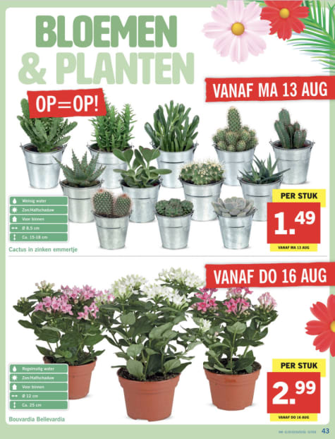 Verschillende planten €1,49 bij Lidl