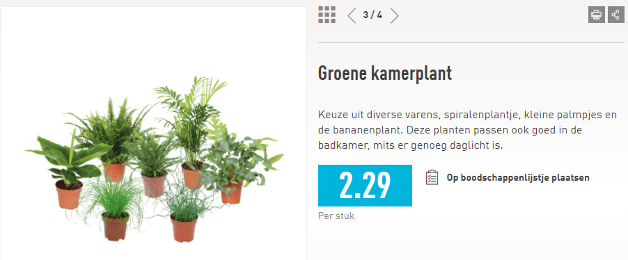 Bananenplant (en andere kamerplanten) voor €2,29 Aanbiedingen Enlarged image