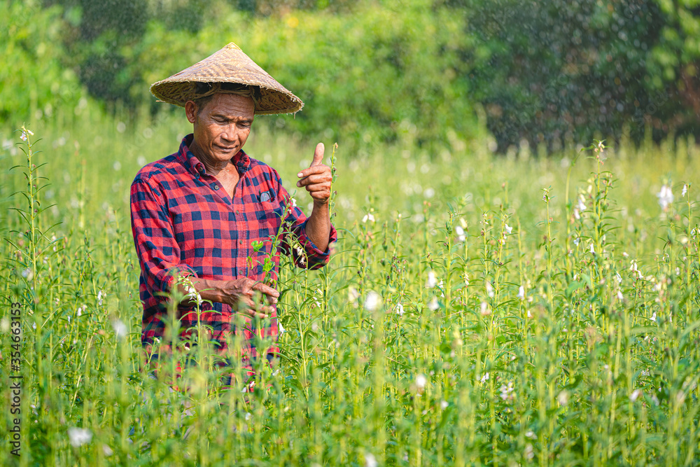 Sesame Cultivation in Sri Lanka: From Farm to Sesame Products