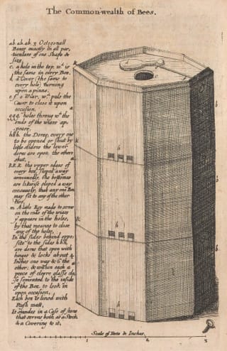 Christopher Wren's drawing of a 'transparent hive' from Samuel Hartlib, <em>The Reformed Common-Wealth of Bees</em>