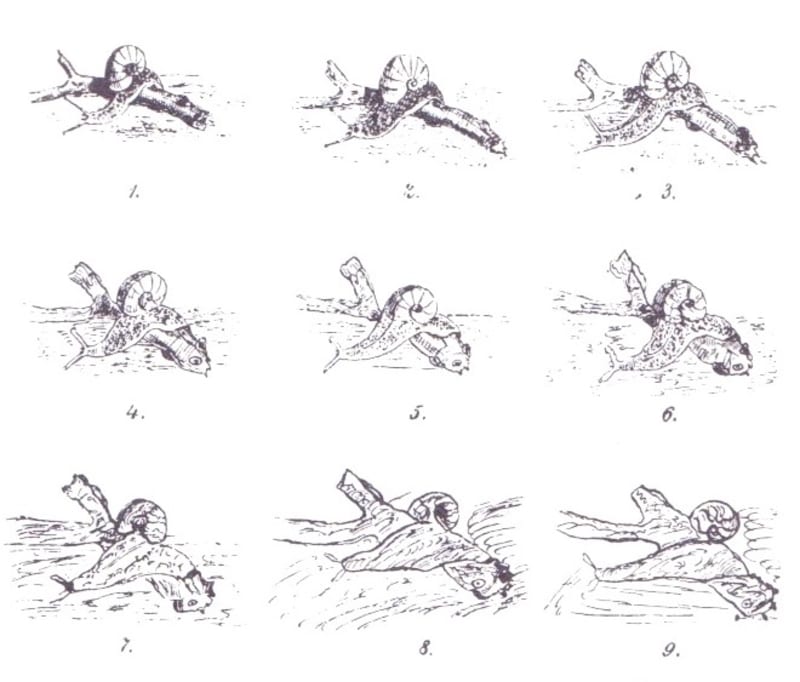 A copying experiment by General Pitt Rivers and friends