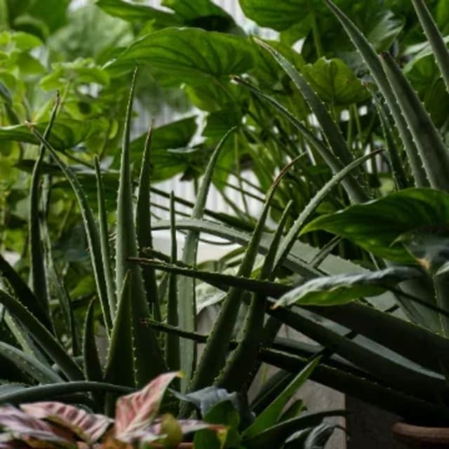 অ্যালোভেরা plant