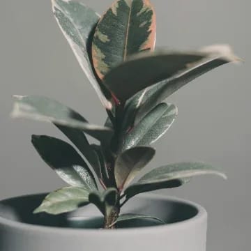 Rubber Plant thumbnail 1