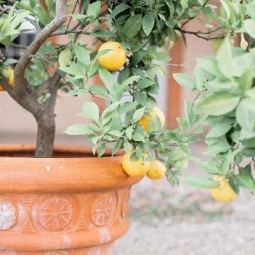 Lemon Plant thumbnail 1