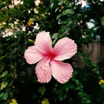 Hibiscus thumbnail 1
