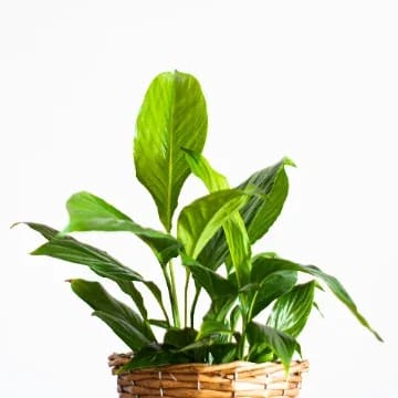 Peace Lily thumbnail 1