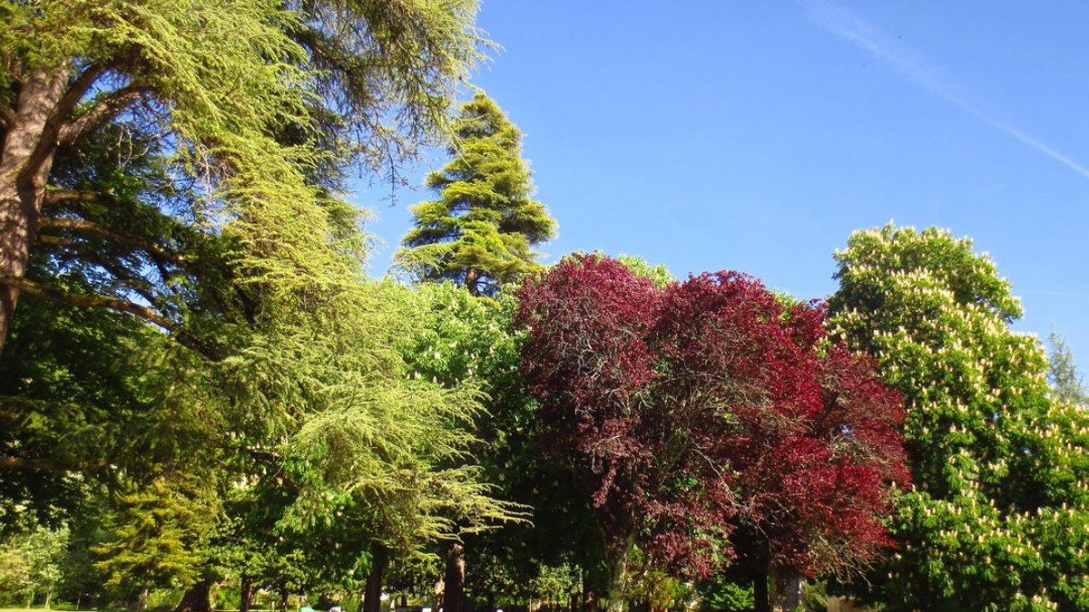 UK Projects Get 500 Free Trees UK Projects Get 500 Free Trees - free trees