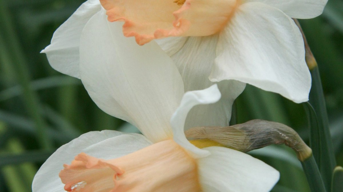 Rare pink daffodil needs gardeners help Rare pink daffodil needs gardeners help - rare daffodil
