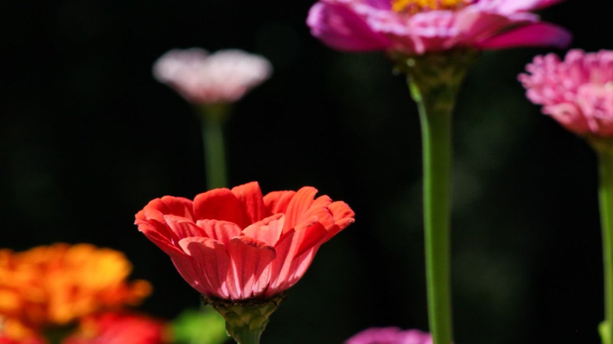 Garden flowers become striking artworks - garden flowers art