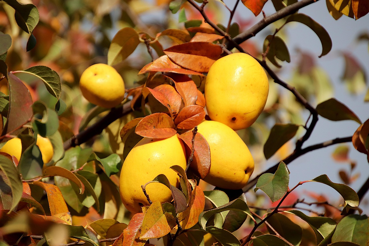 Editors swear by affordable luxury quince staples