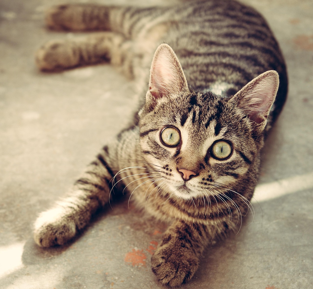 How to Create a Rich Environment for Indoor Cats