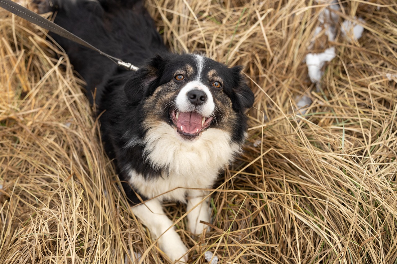 The Importance of Pet Rescues in Our Society