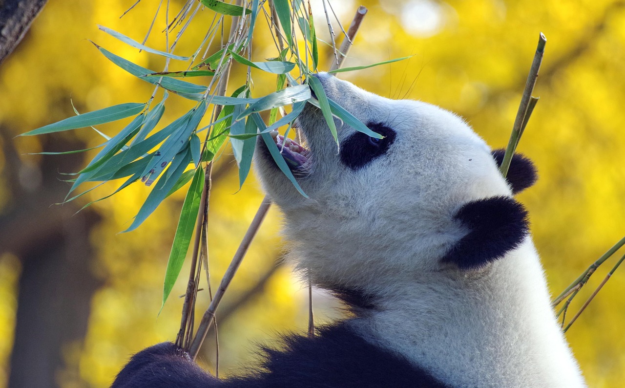 Indonesia to sell $1bn panda bonds in China