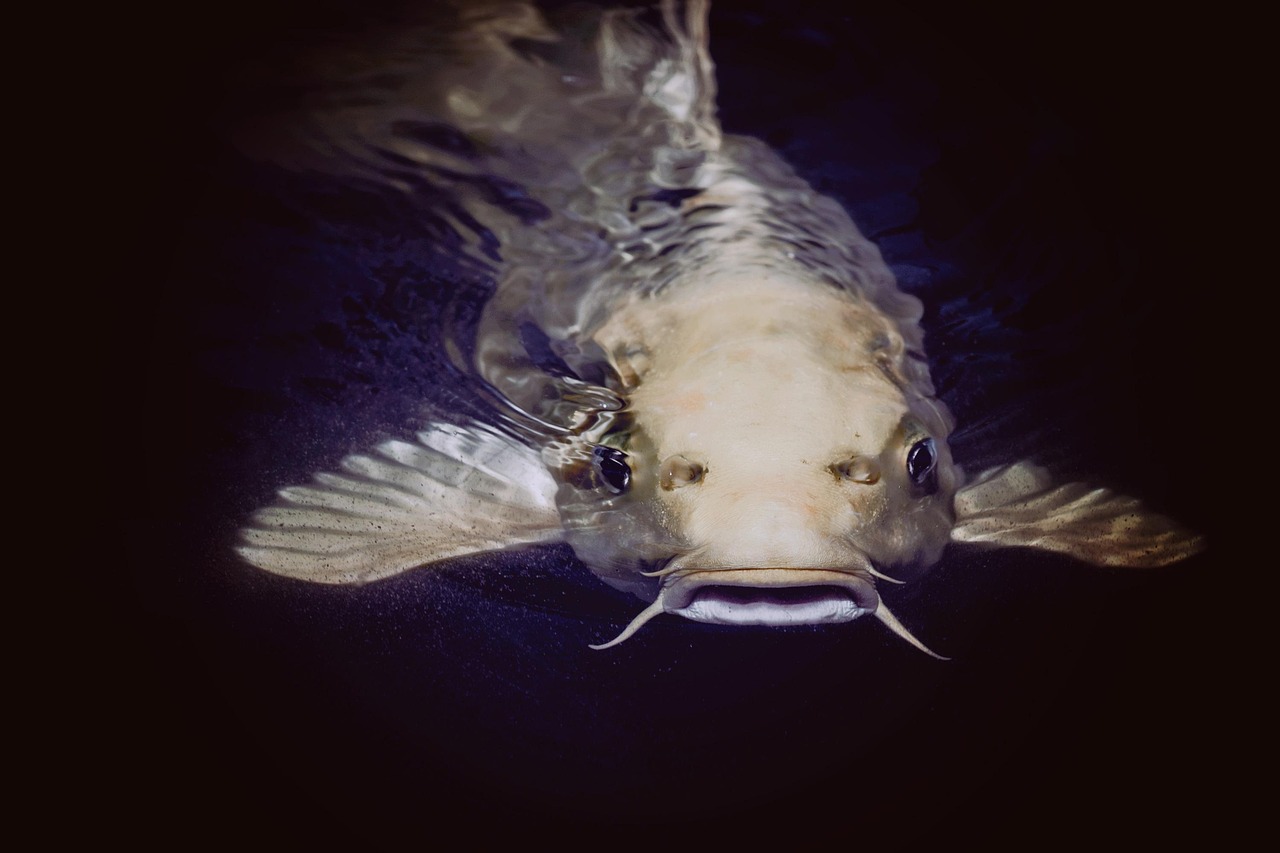 How to Enrich Your Fish’s Environment