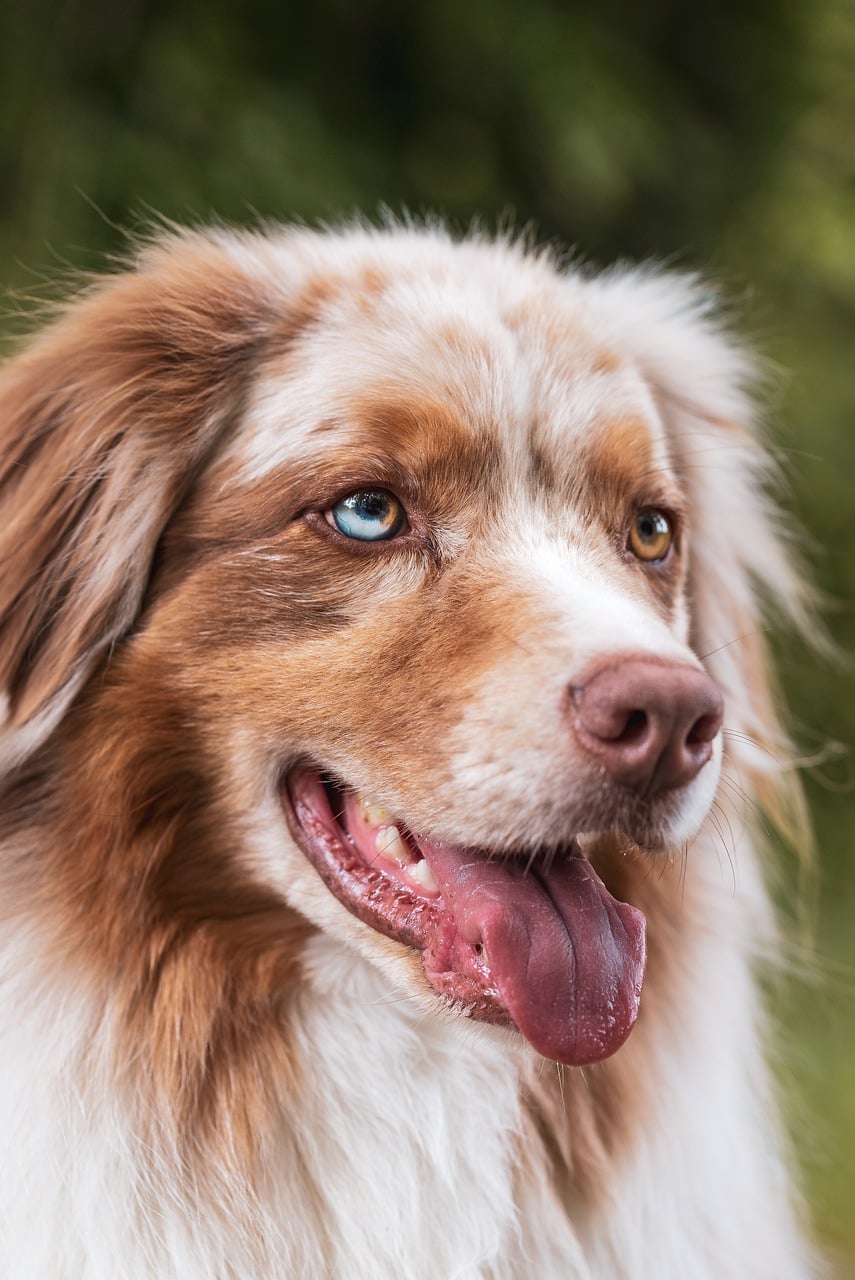 A Guide to Pet-Friendly Restaurants