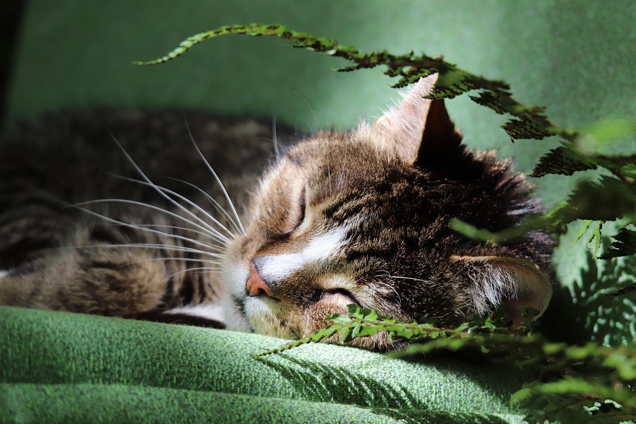 European investors spot robust pipeline domestic capital gap