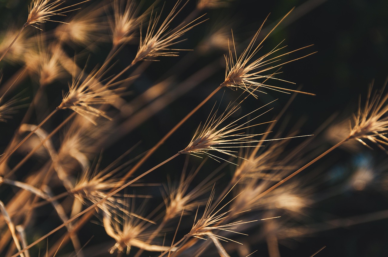 Planting Grass in July: Is It Too Late