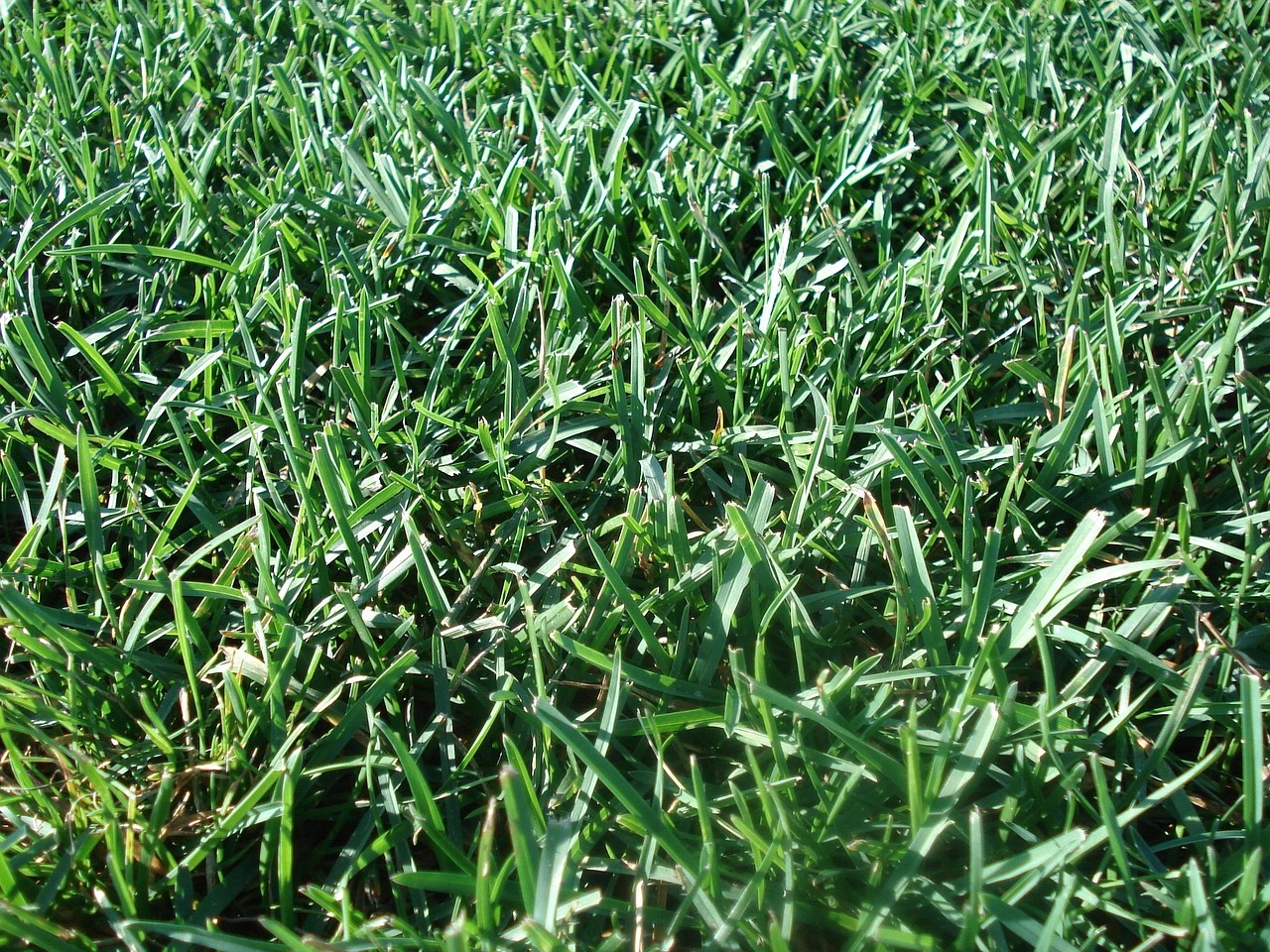 Summer Lawn Care Made Easy