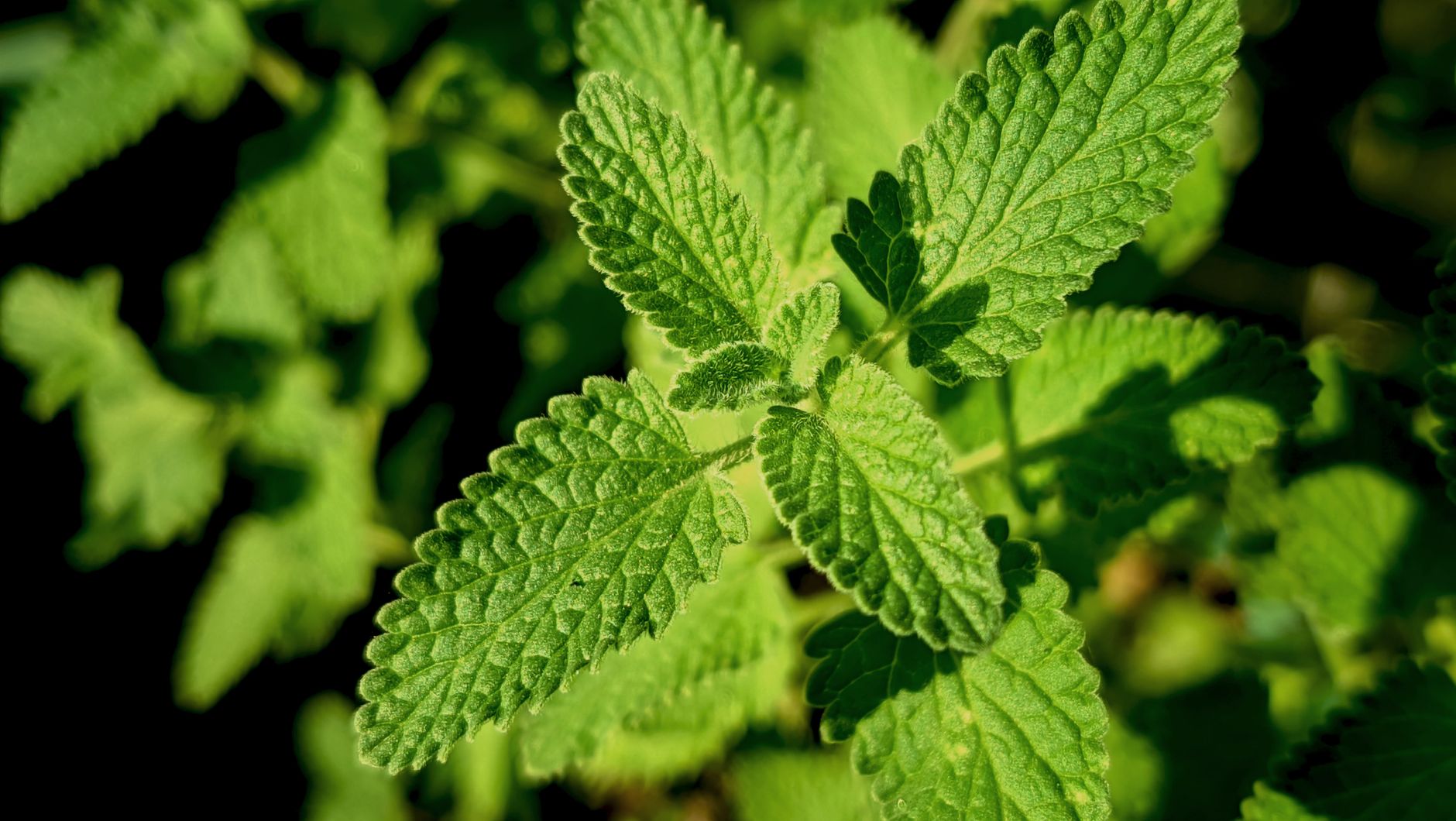 Catnip lotion rivals DEET in mosquito test