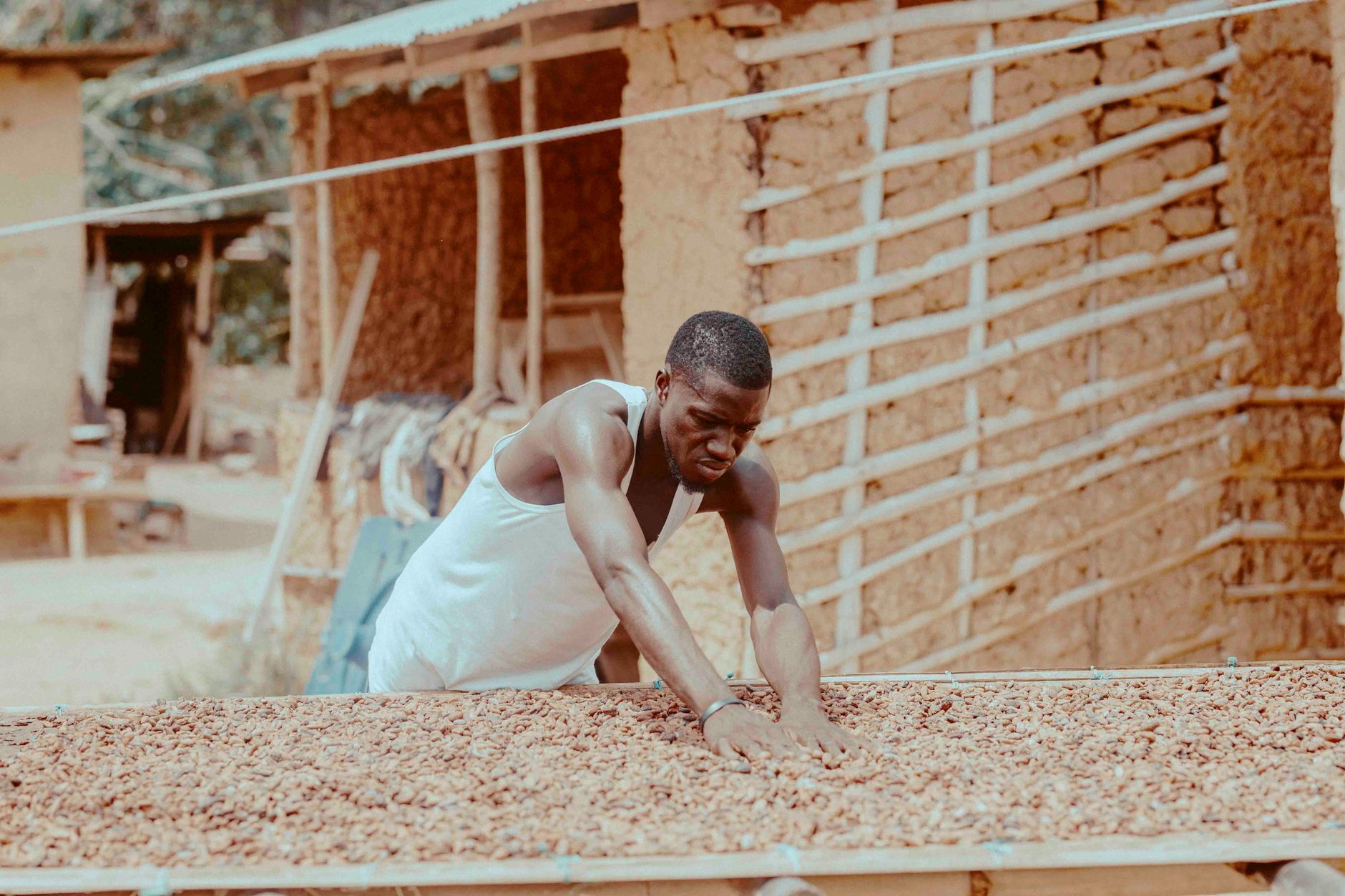West African cocoa’s sustainability paradox