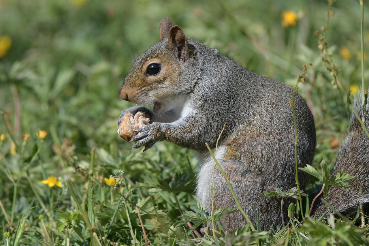 Eating Nuts Lowers Diabetes Risk