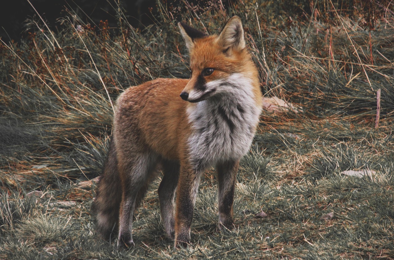 Stone Fox Bride