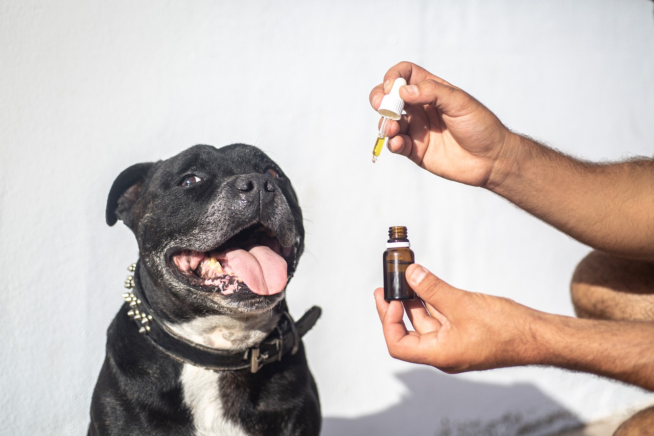 Huile de CBD vs gommes au CBD : quelle est la différence ?