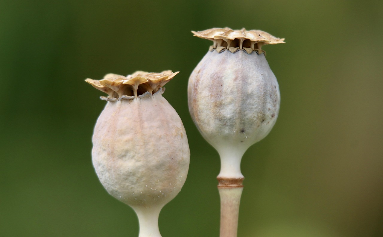 What are CBD capsules?