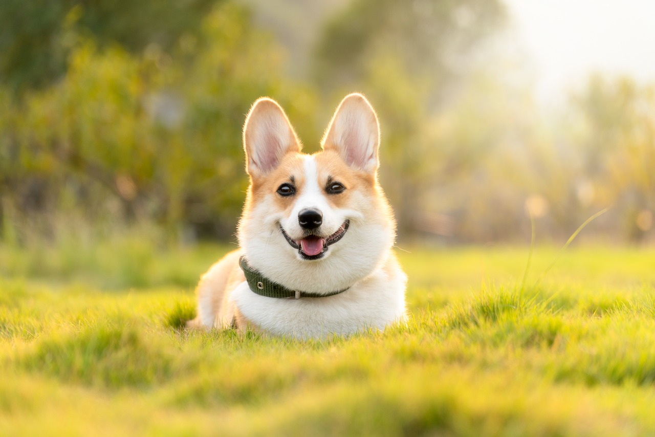 Engagement Photo Ideas with Your Pets or Animals