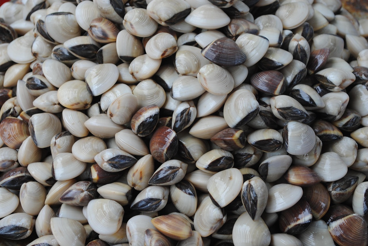 Shellfish Showdown: Clams, Cockles, Mussels, and Scallops Explained