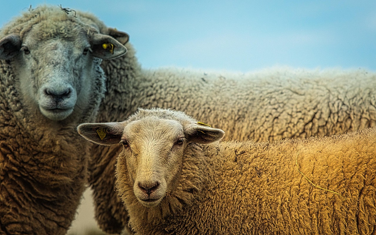 Best Ways to Protect Livestock form Predators