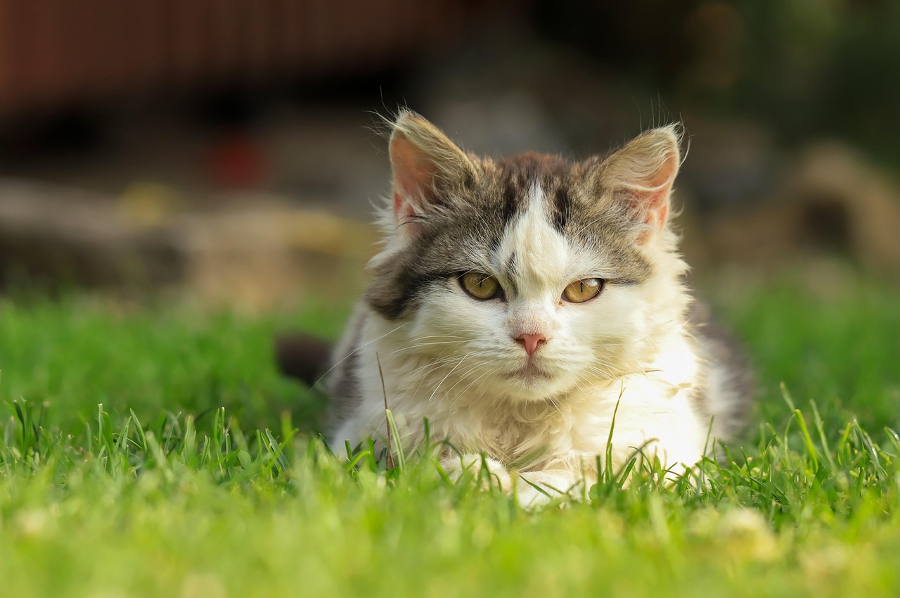 Your Complete Guide to Getting a Cat C1 Licence