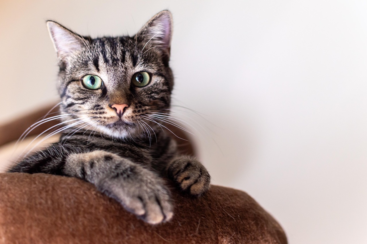 Study Links Cats to Increased Asthma in Children