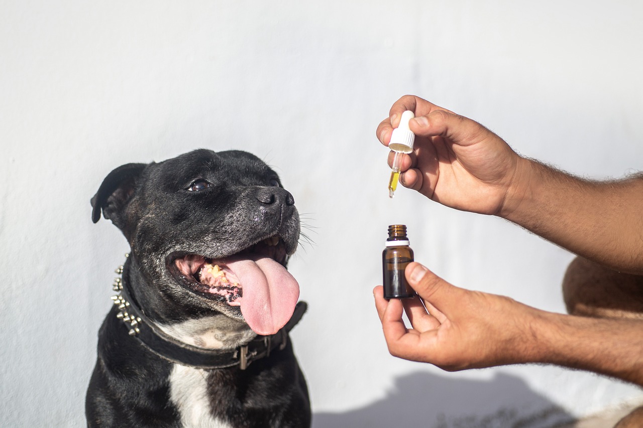 Common Dog Conditions Treated by CBC Oil