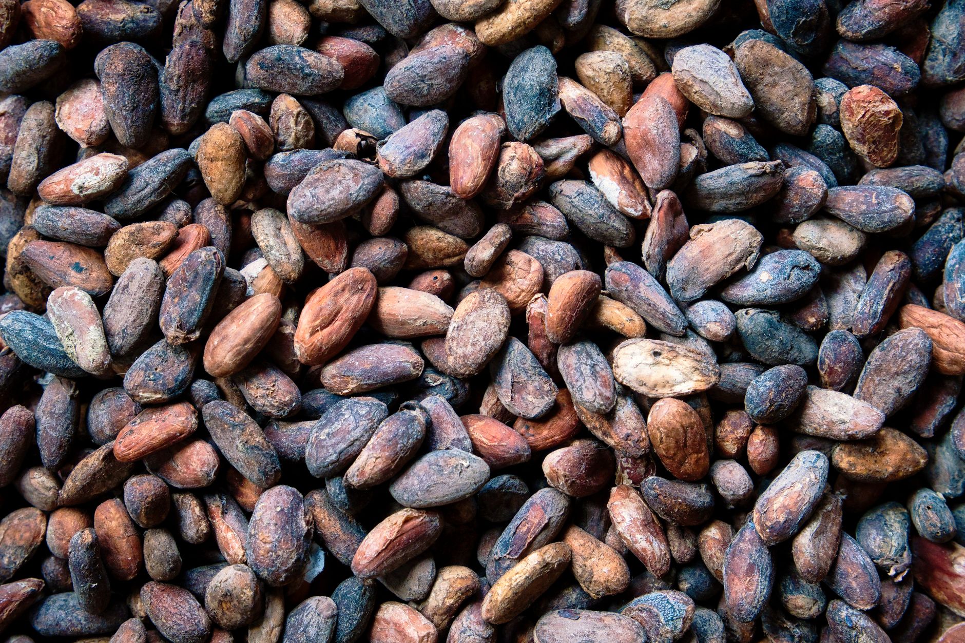 Hidden Bitter Seeds May Drive Metabolic Benefits