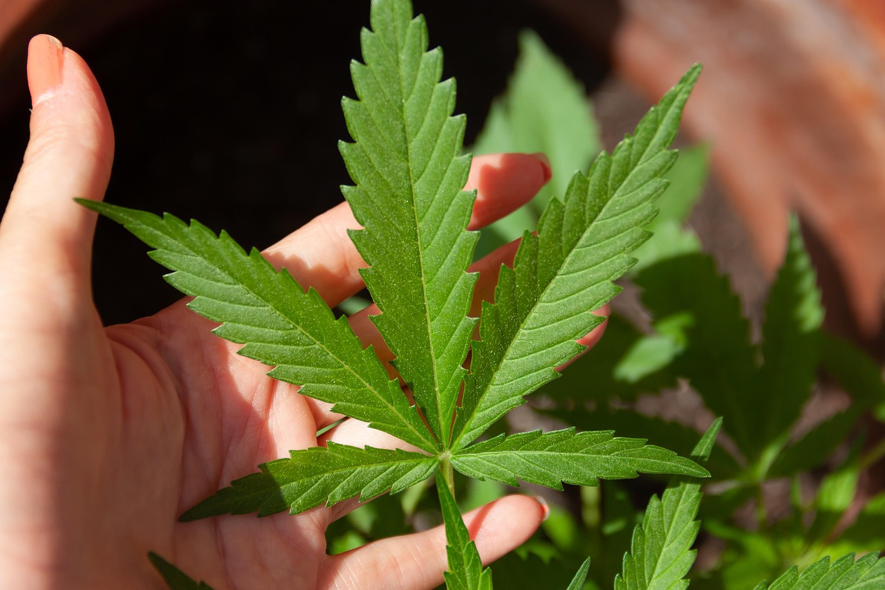How to get a medical marijuanas card in Tennessee online