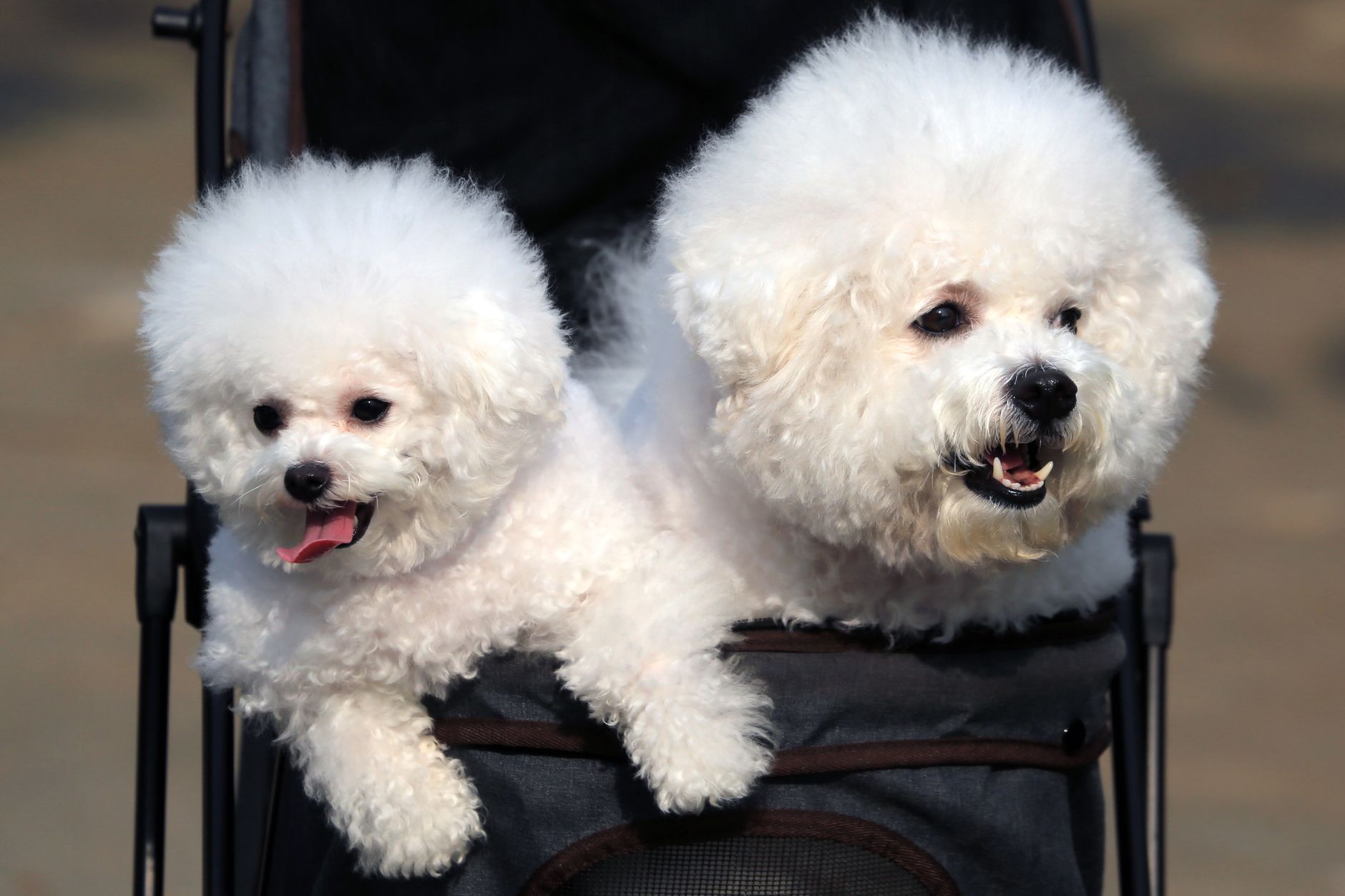 Dogs May Boost Baby Immune Health via Microbes