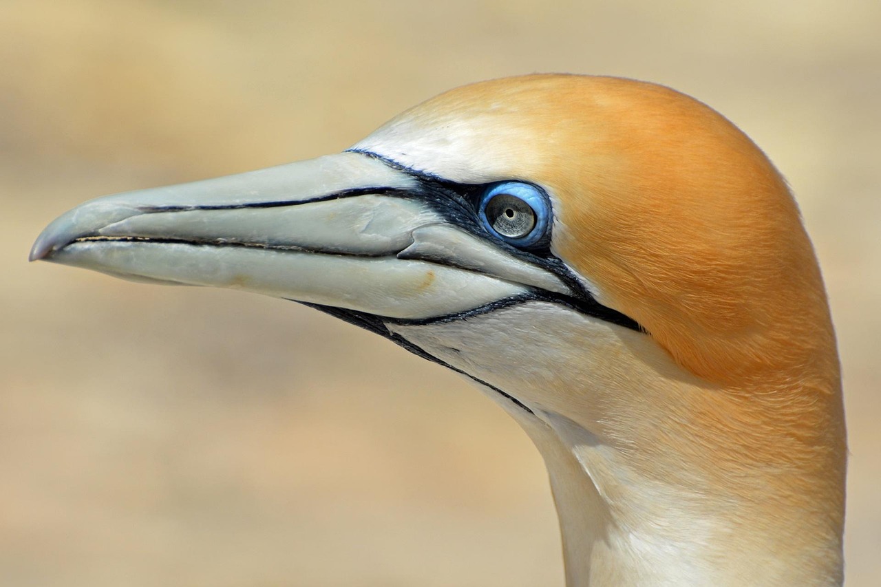 Wildfire smoke reduces New York bird sightings