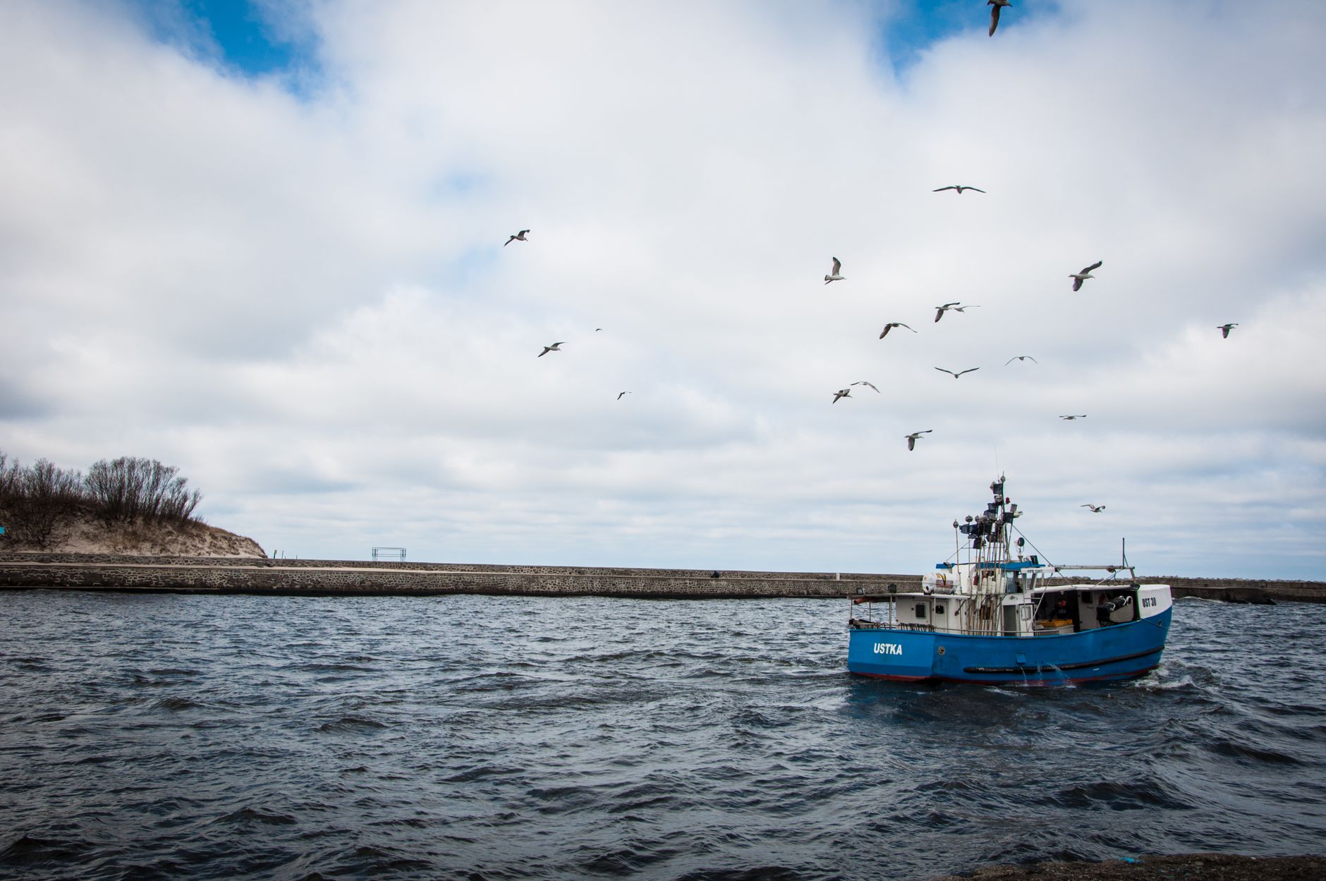 Team solves mystery of flocking birds, fish schools movement