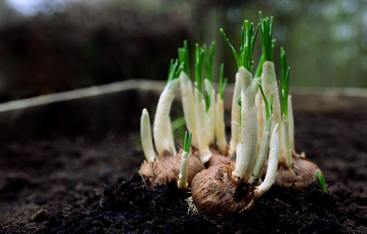 Does Onion Help in Hair Growth