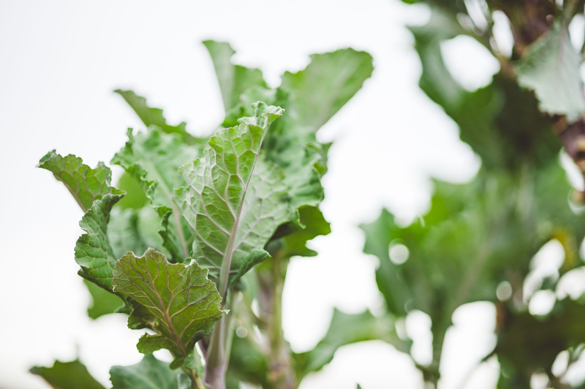 Growing Greens for a Fresh Salad