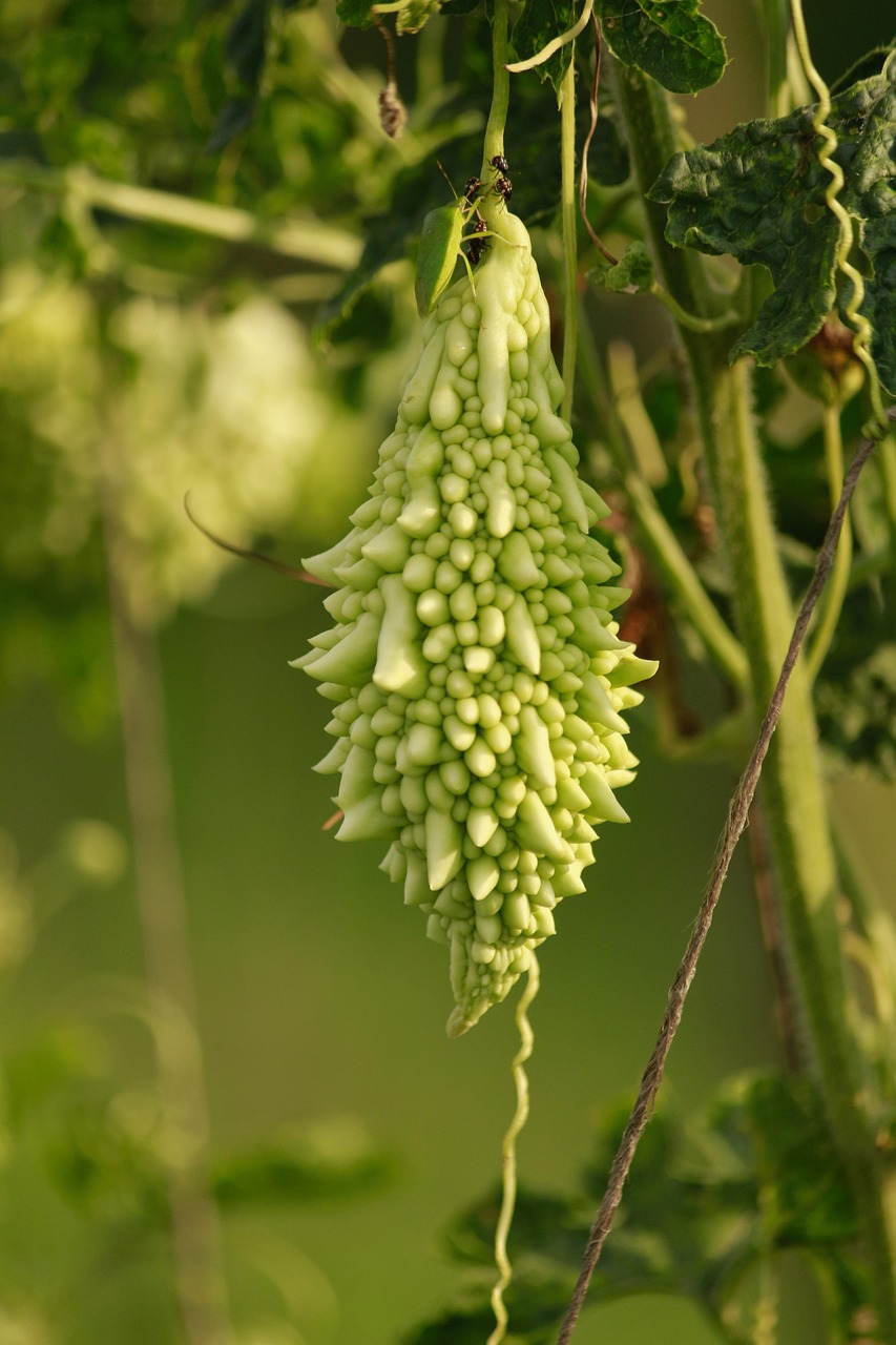 Unlocking the Power of Digestive Bitters: A Natural Solution for Optimal Digestion