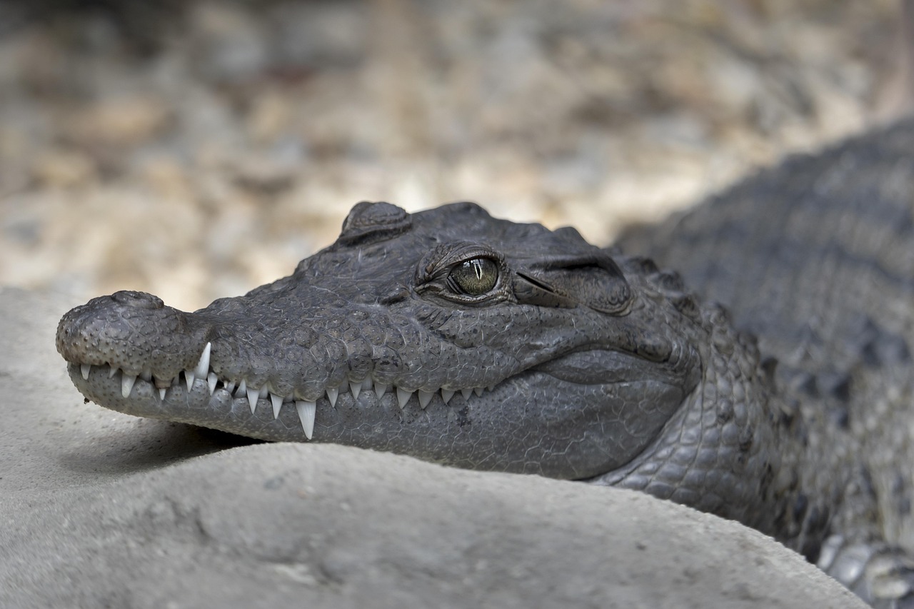 The Hidden Danger of Cracked Teeth: Understanding the Path to Extreme Pain and Sensitivity
