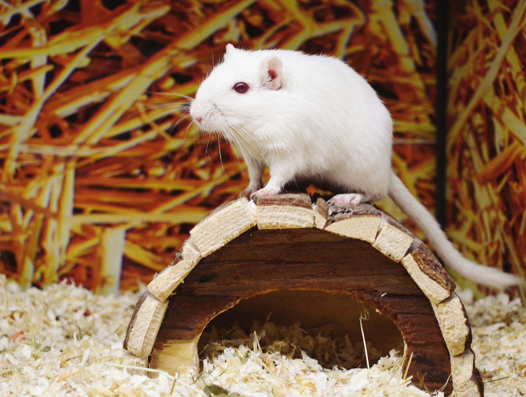Creating a Safe and Stimulating Environment for Your Exotic Pet
