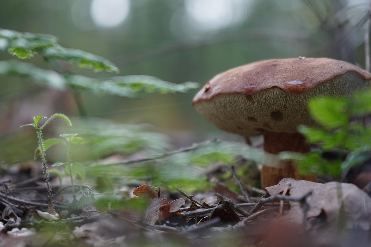 Testing Magic Mushrooms Legally is Possible