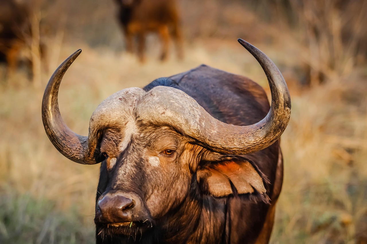 Effective Weight Loss Solutions in Buffalo: Examining Semaglutide and Tirzepatide in Detail